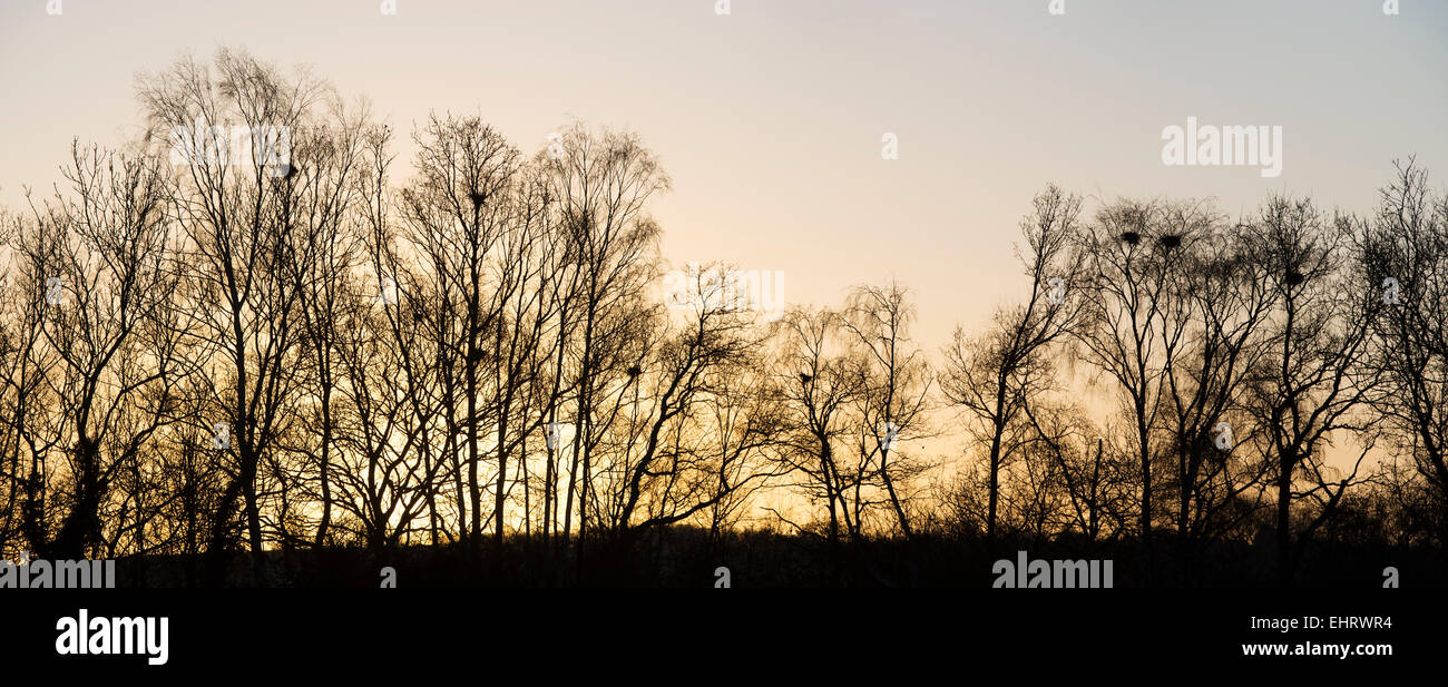 Vue panoramique de la ligne des arbres d'hiver au lever du soleil. UK Banque D'Images