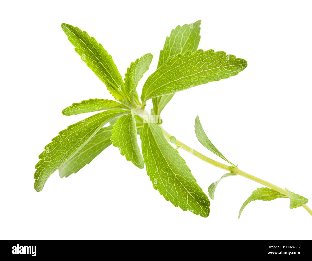 Direction générale de la Stevia isolated on white Banque D'Images