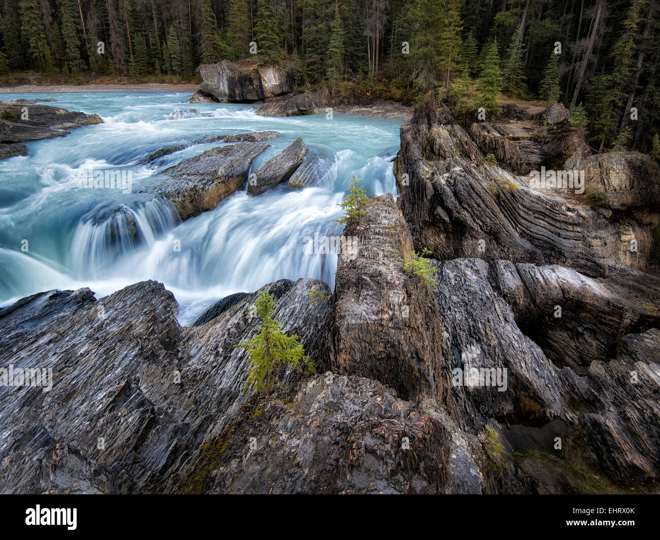 La rivière Kicking Horse et Natural Bridge falls in British Columbia's Rocheuses canadiennes et le parc national Yoho. Banque D'Images