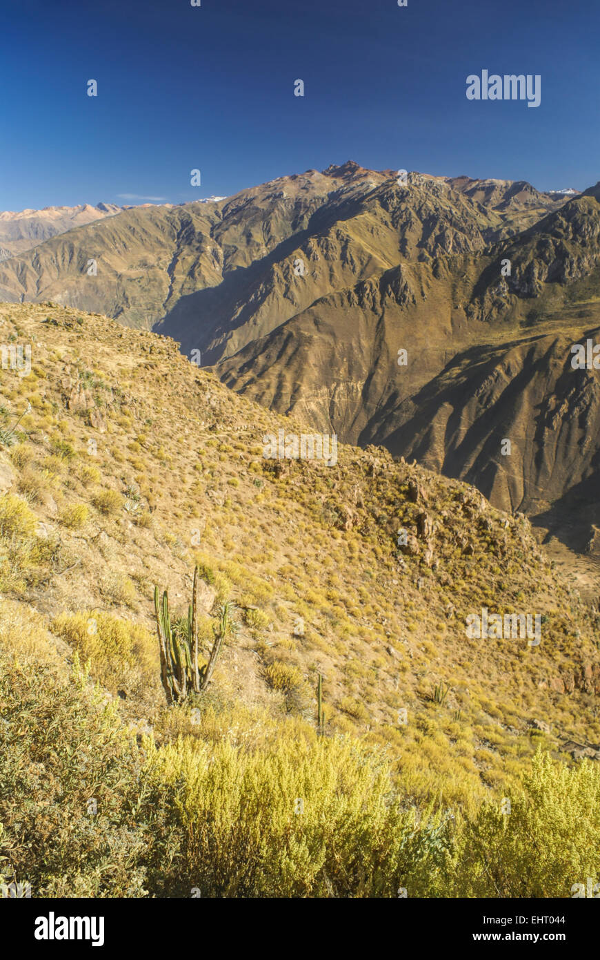 Vue panoramique du canon del Colca, célèbre destination touristique au Pérou Banque D'Images