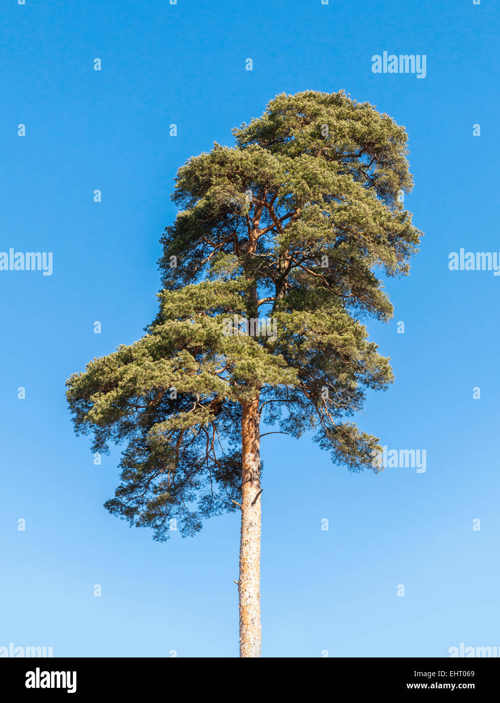 Photo détaillée d'arbre de pin sur fond de ciel bleu Banque D'Images