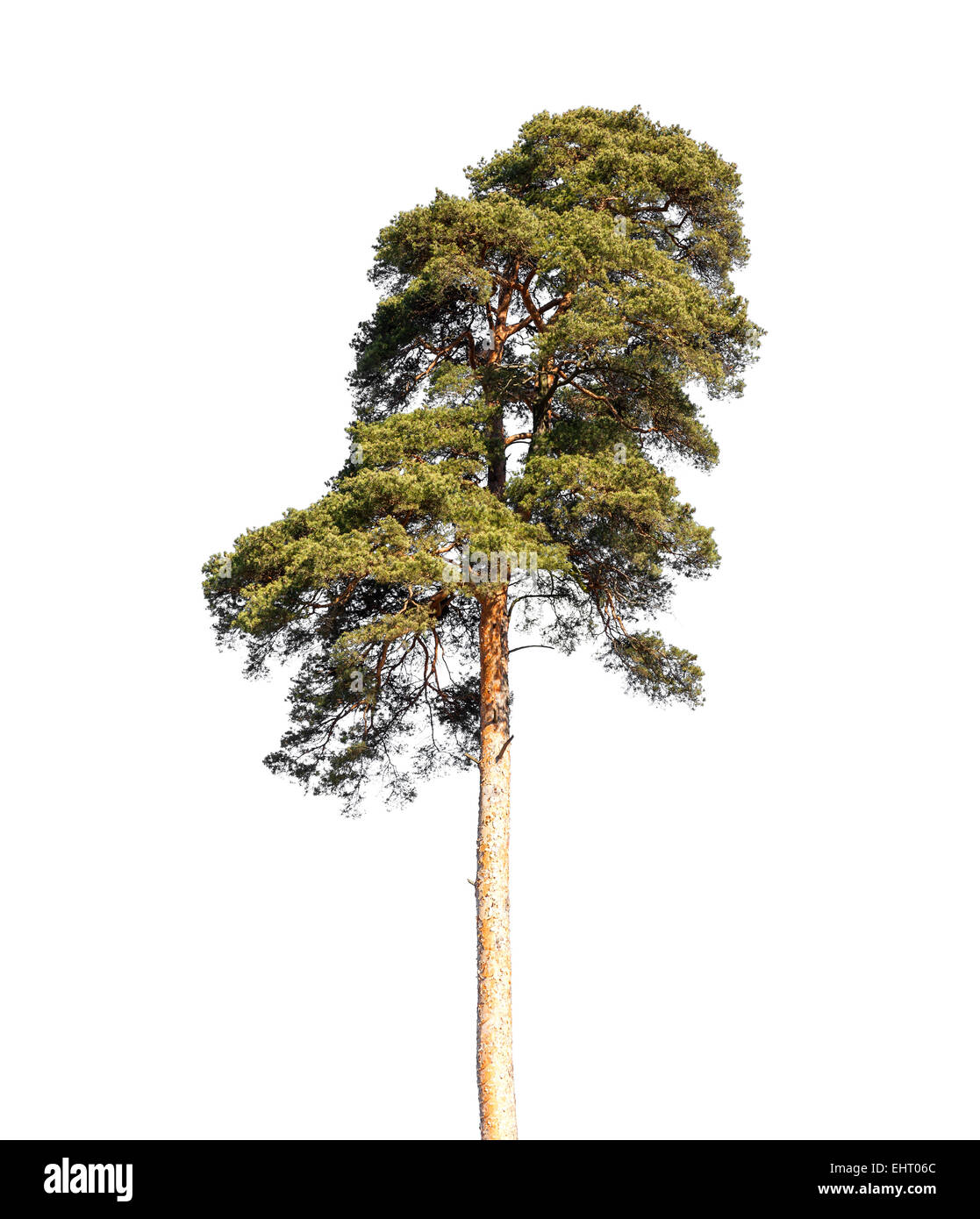 Photo détaillée de pin européen isolé sur fond blanc Banque D'Images