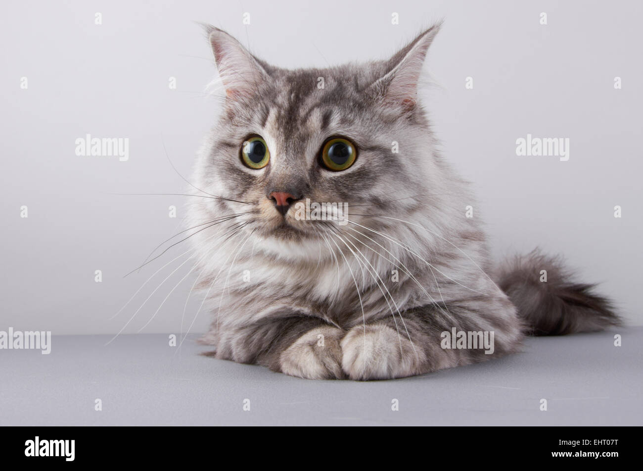 Chat Ragdoll Banque D'Images