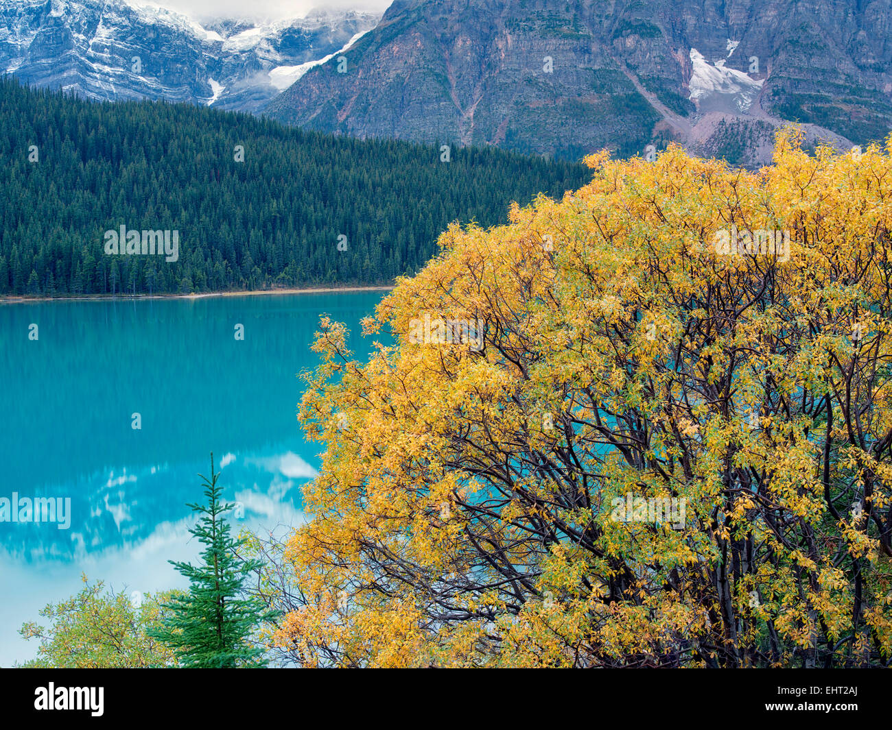 Willow Tree dans la couleur de l'automne et les oiseaux aquatiques des lacs. Le parc national Banff, Alberta, Canada Banque D'Images
