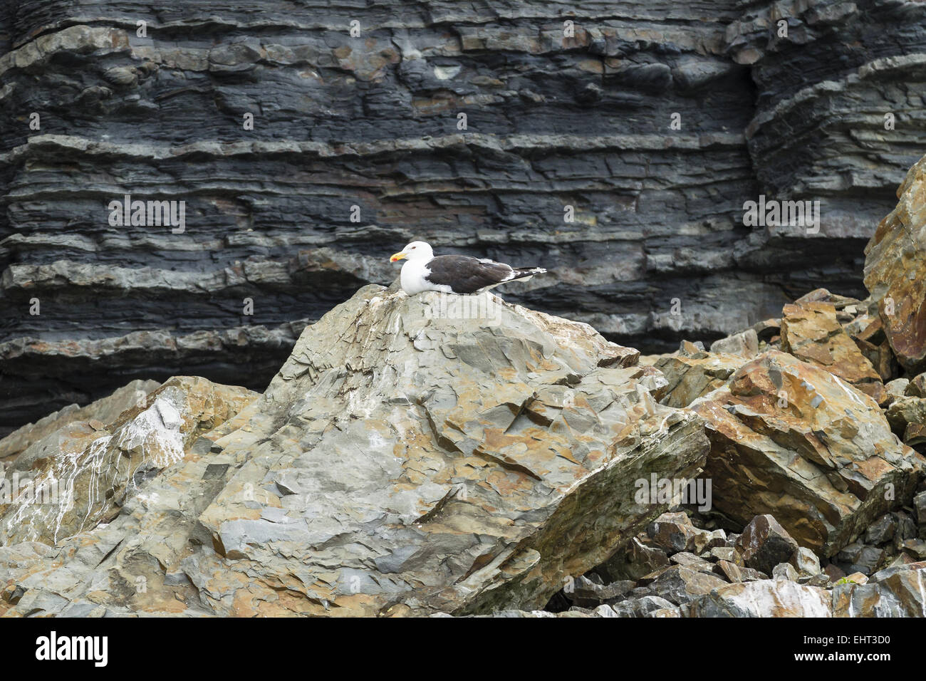 Goéland marin (Larus fuscus) Banque D'Images