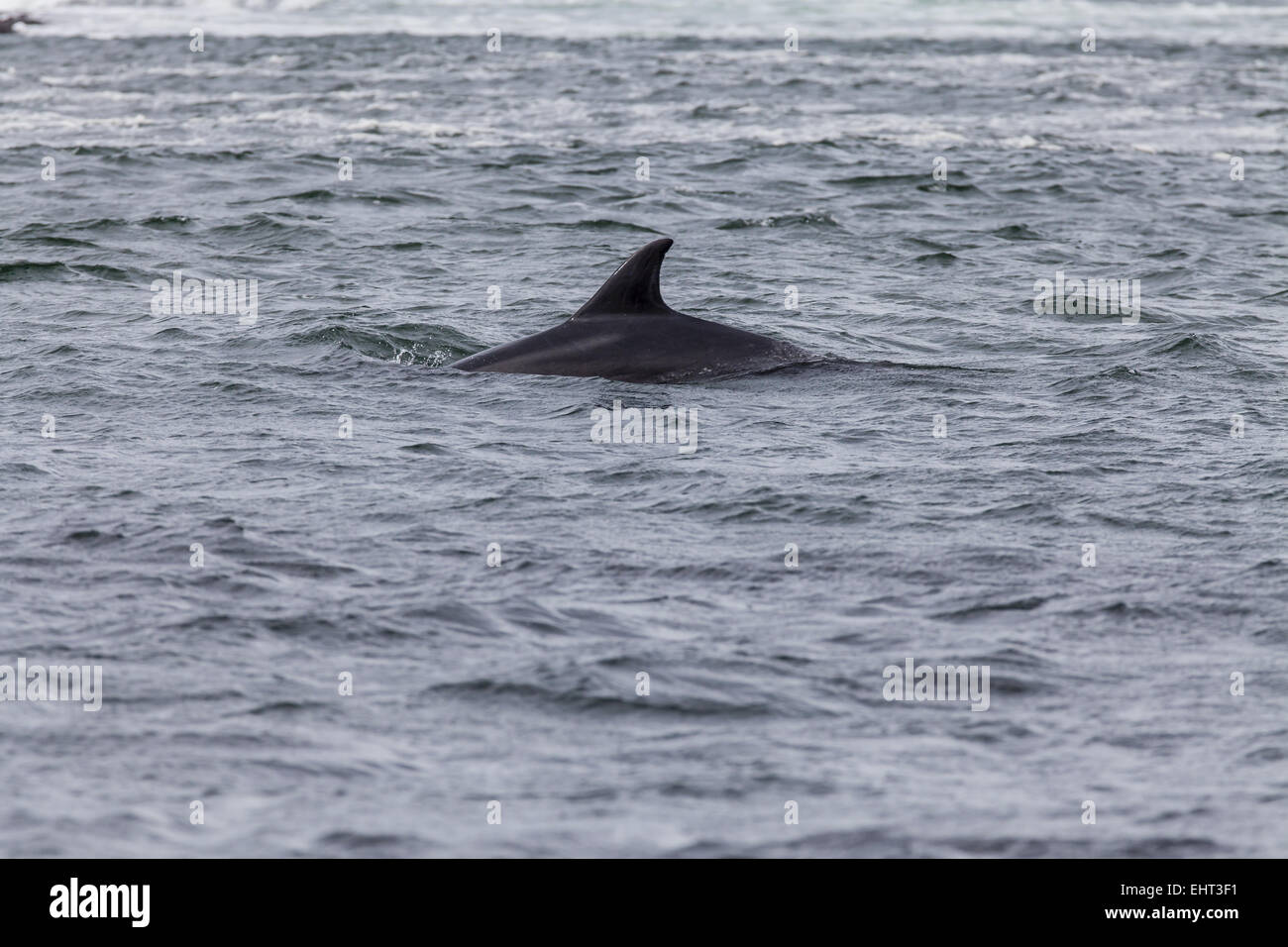 Dauphin (Tursiops truncatus) Banque D'Images