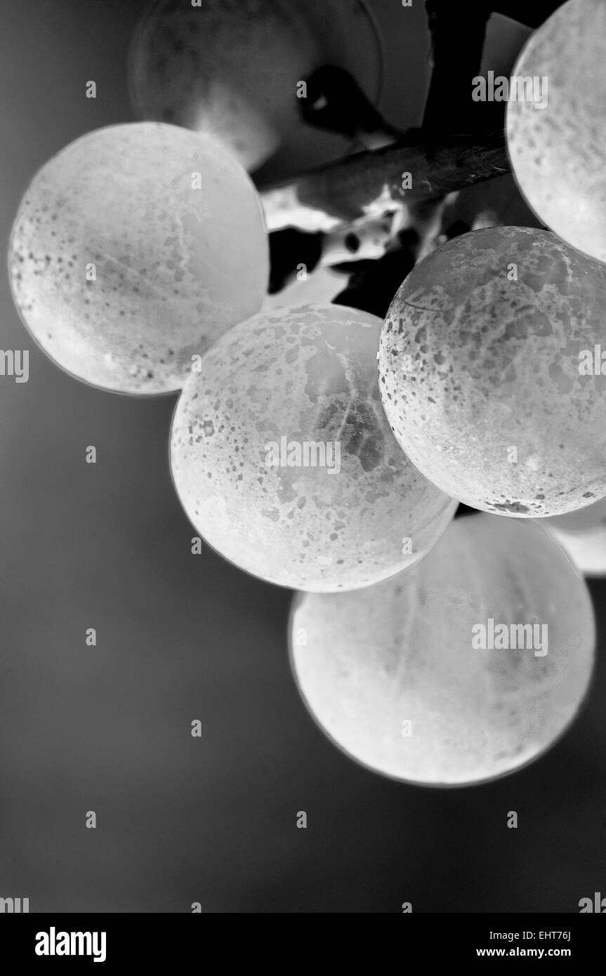 Les raisins Riesling noir et blanc Banque D'Images