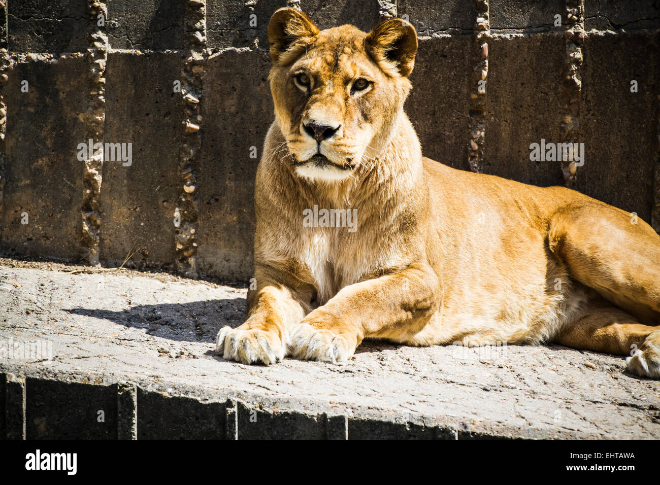 Lionne dans un zoo park Banque D'Images