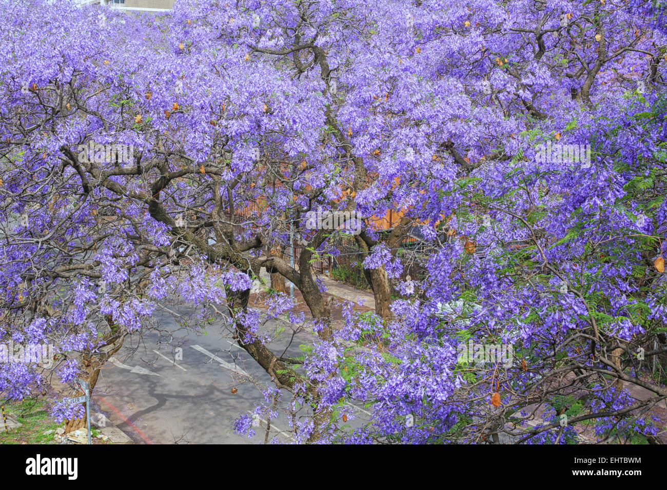 Jacaranda City Banque D'Images