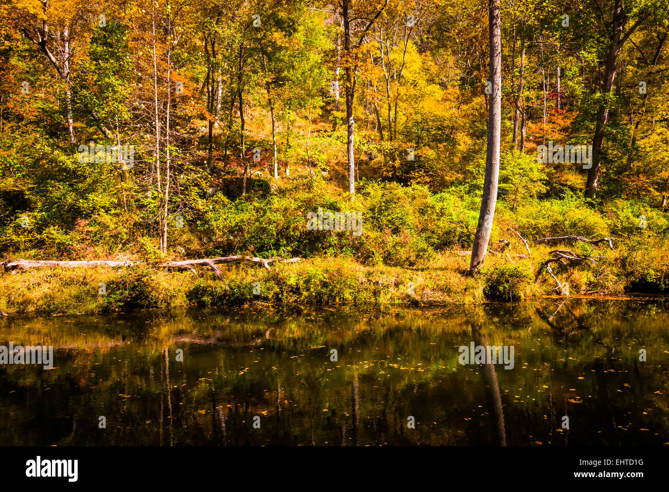 La couleur en automne le long de la rivière de la poudre La poudre Falls State Park, Maryland. Banque D'Images