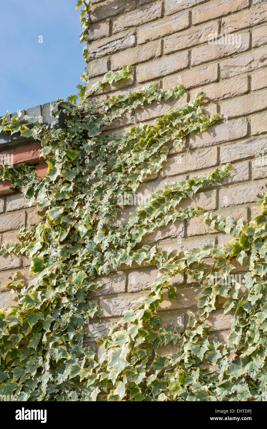 Lierres panachées poussant sur un mur de briques Banque D'Images