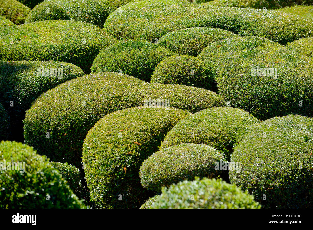 En buis surplombant des jardins de Marqueyssac , Vezac, dordogne, Périgord, Aquitaine, France Europe Banque D'Images