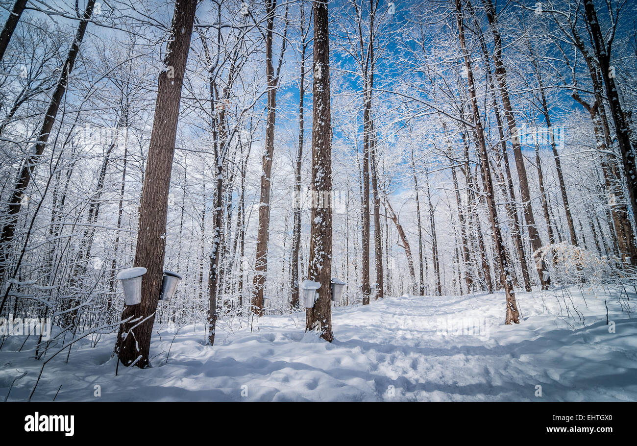 Seaux de collecte de sirop d'une cabane à sucre, pour accrocher sur les arbres le long des sentiers de randonnée dans la forêt d'hiver boisé d'érable. Banque D'Images