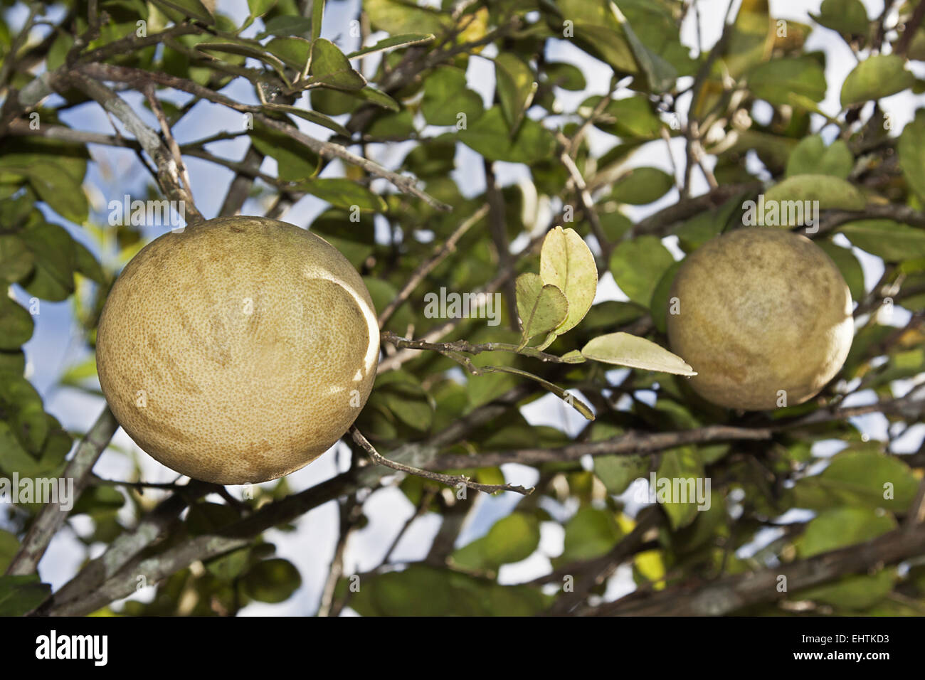 Arbre pamplemousse chinois Banque de photographies et d’images à haute