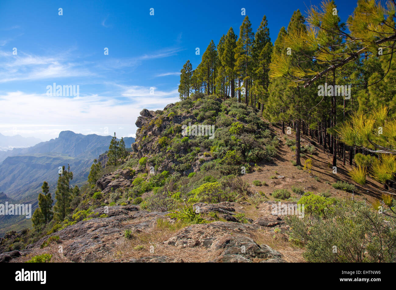 Gran Canaria, la Caldeira de Tejeda,chemin d'accès à Artenara village, pins canariens Banque D'Images