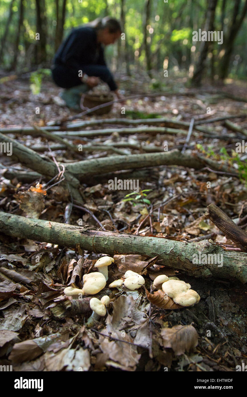 Recueillir des champignons en automne Banque D'Images