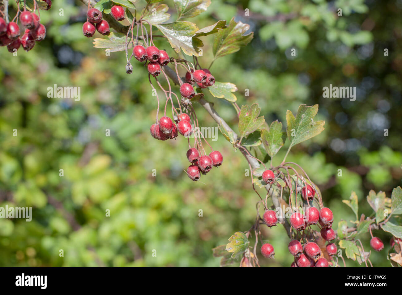 Crataegus ou Hawthorne (peut-tree) petits fruits en détail. Banque D'Images