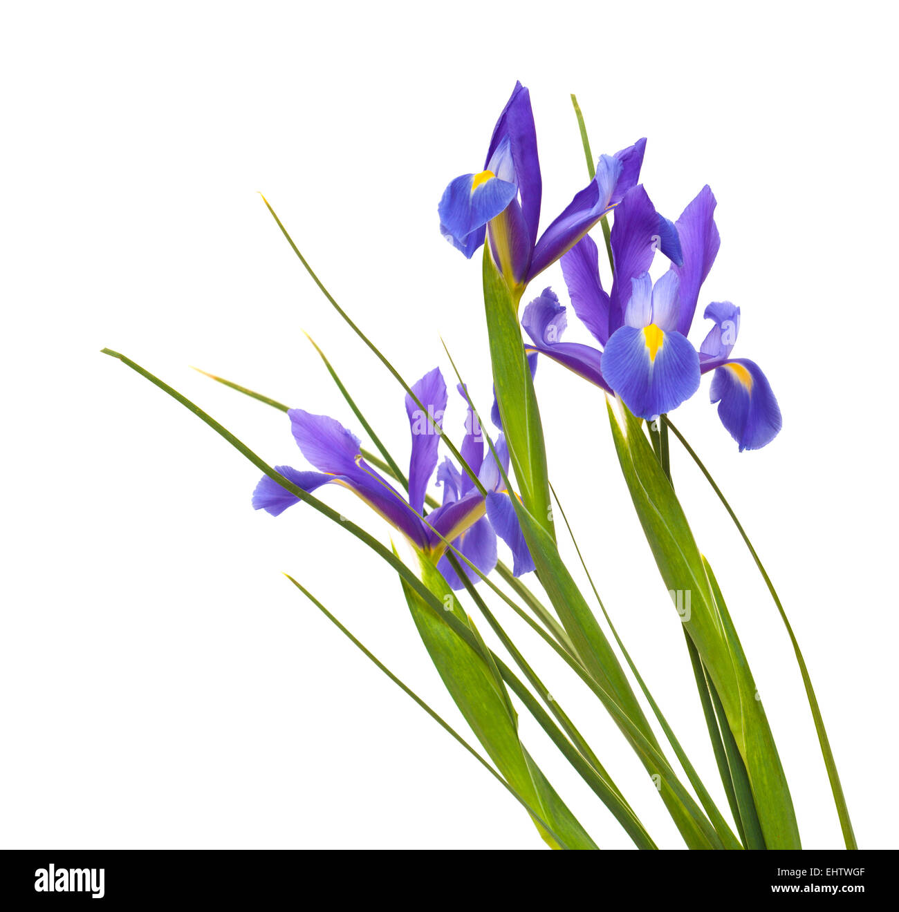 Iris fleurs violet foncé ouvert isolé sur fond blanc Banque D'Images
