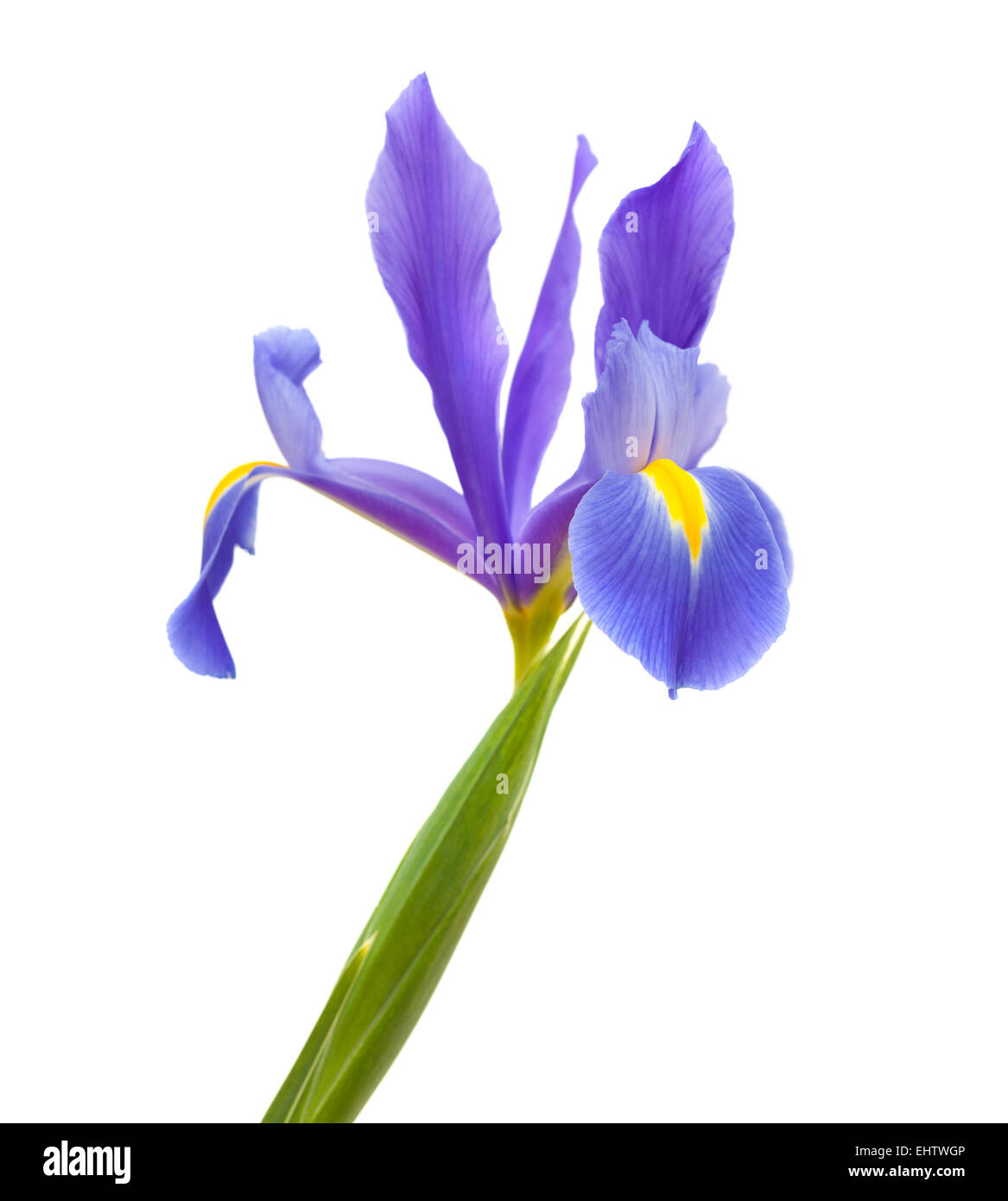 Iris fleurs violet foncé ouvert isolé sur fond blanc Banque D'Images