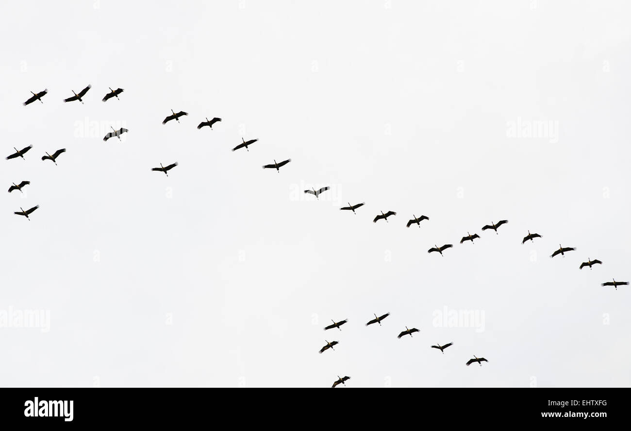 Un troupeau de grues volant dans le ciel Banque D'Images