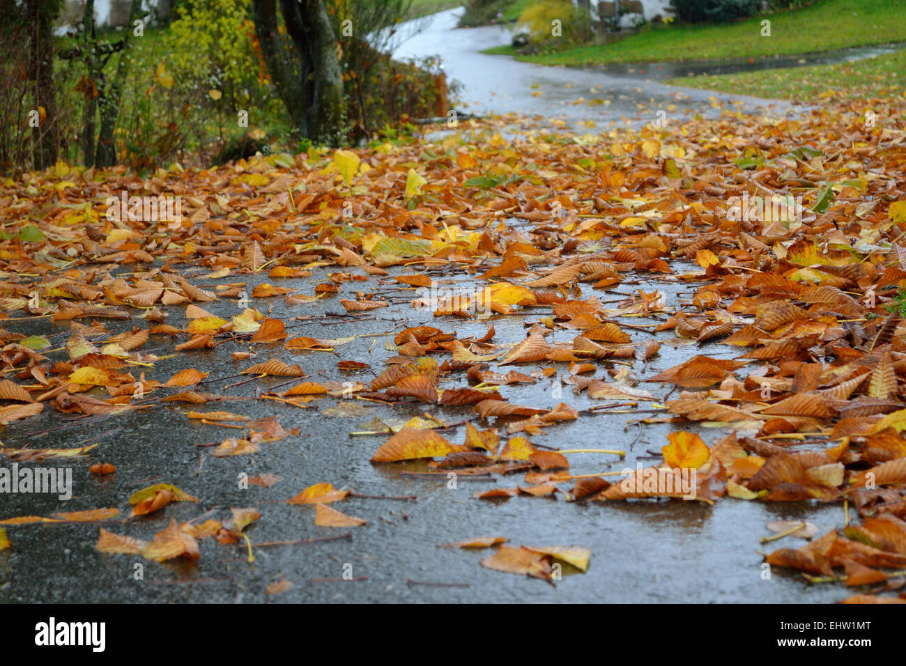 Danger de glisser sur les feuilles sur la route Banque D'Images