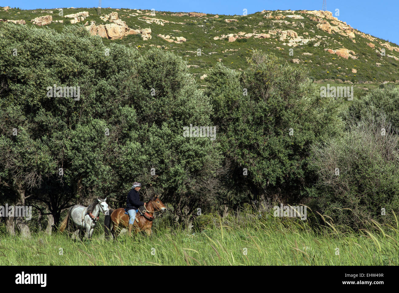La Riviera d'olive, sur la mer Egée, en Turquie Banque D'Images