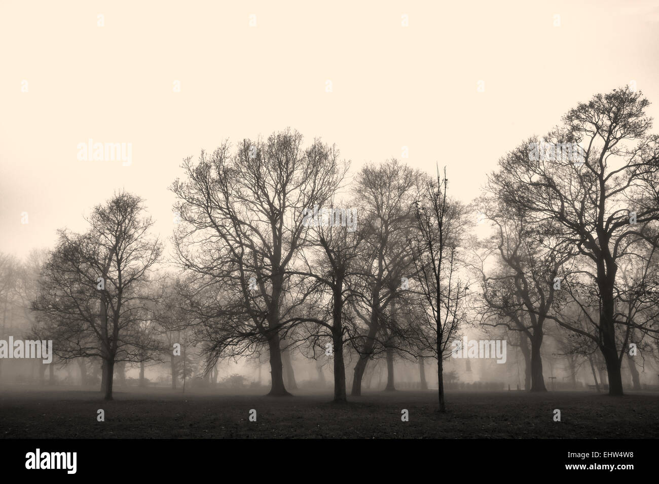 Paysage du Parc englouti dans le brouillard Banque D'Images