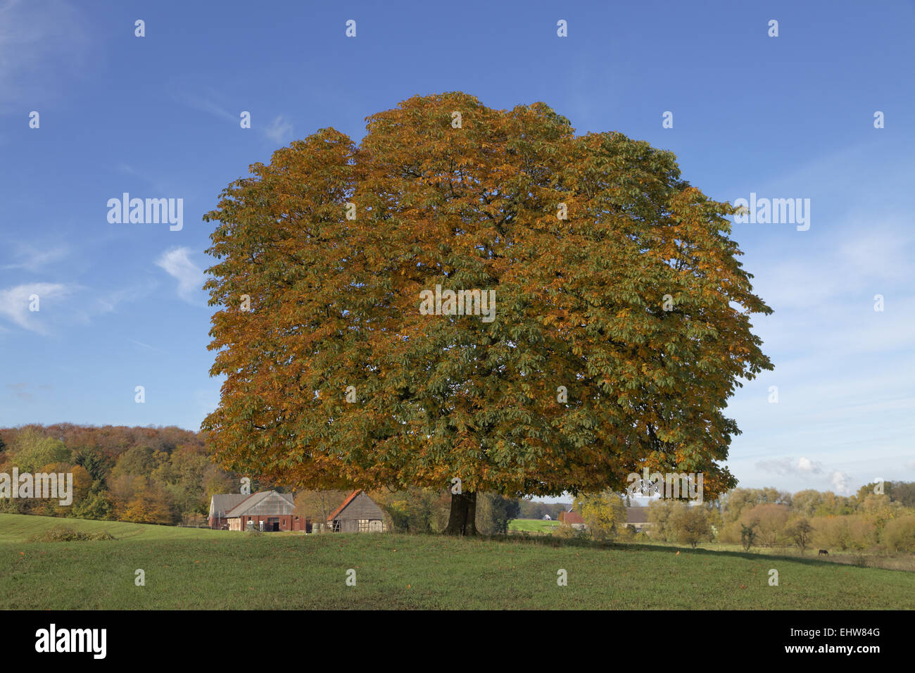 Le marronnier d'Inde, Aesculus arbre en automne Banque D'Images