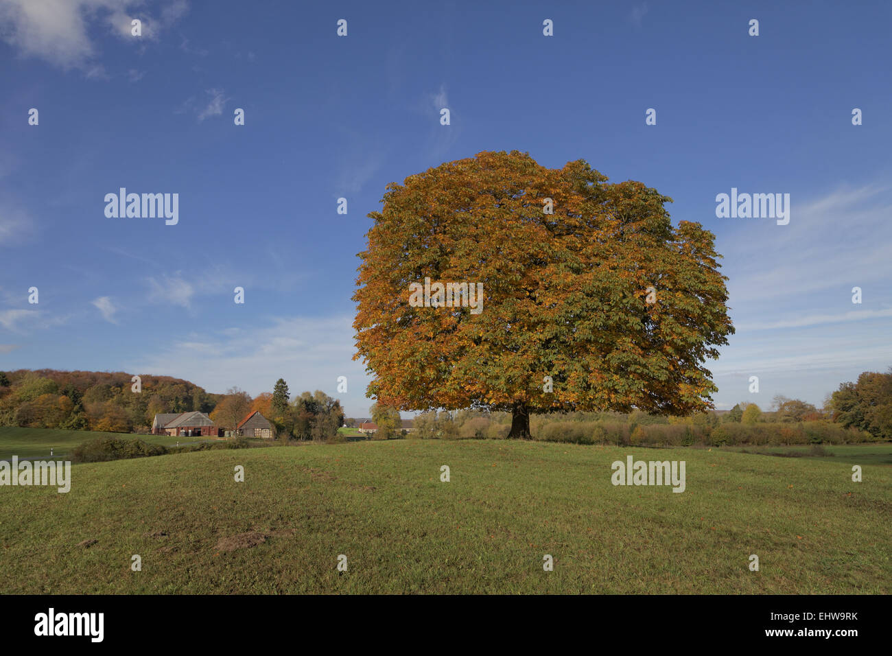 Le marronnier d'Inde, Aesculus arbre en automne Banque D'Images