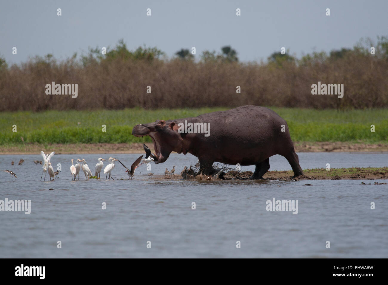 La charge d'hippopotames dans l'eau, ressemble à ce qu'il est au sujet d'avaler quelques oiseaux. Banque D'Images