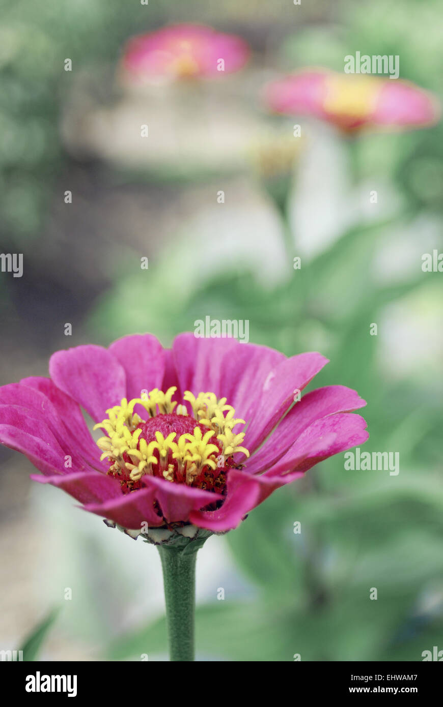 Belle zinnia fleur sur fond vert Banque D'Images