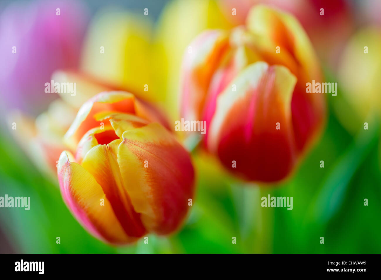Deux soft rouge rêve tulipe tulipes avec jantes jaune close up Banque D'Images