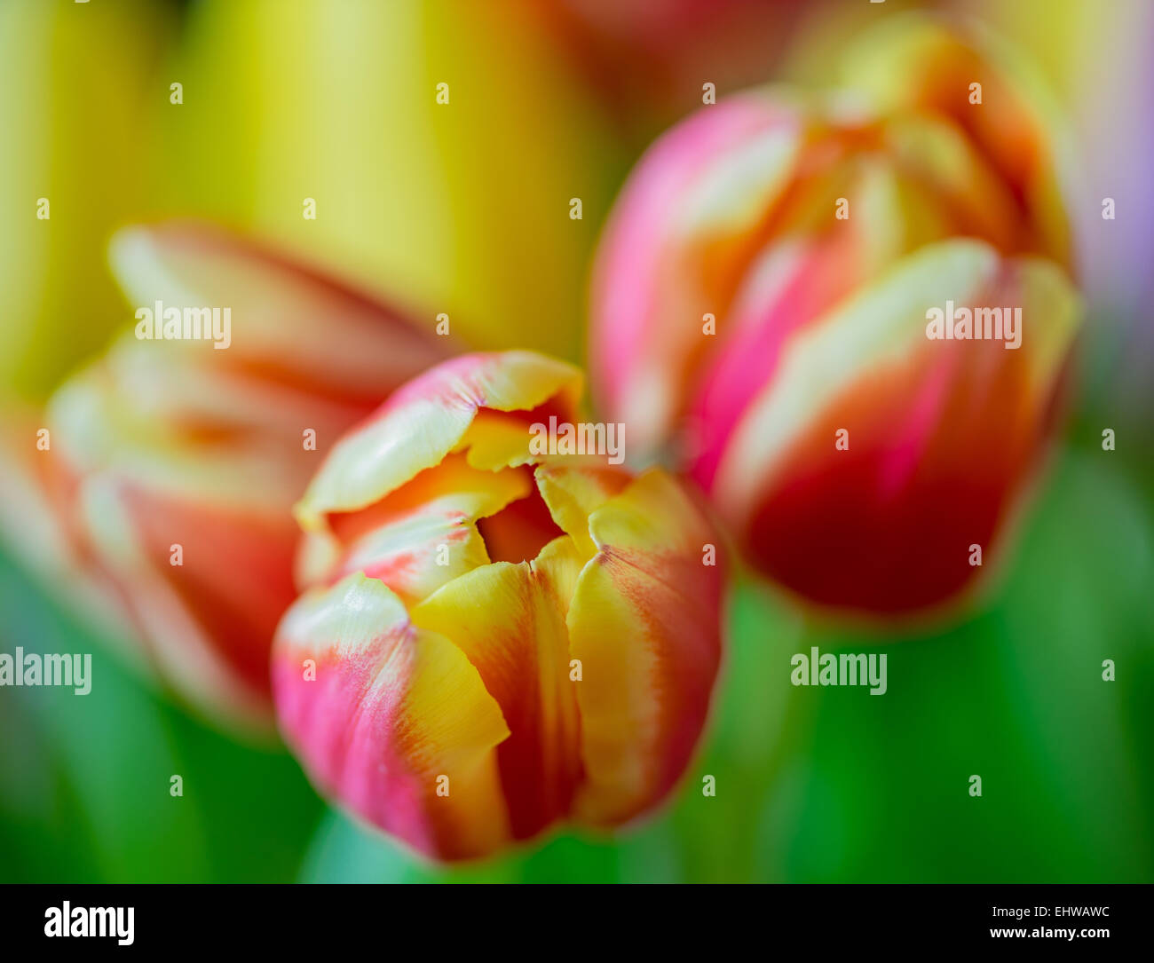 Trois soft rouge rêve tulipe tulipes avec jantes jaune close up Banque D'Images