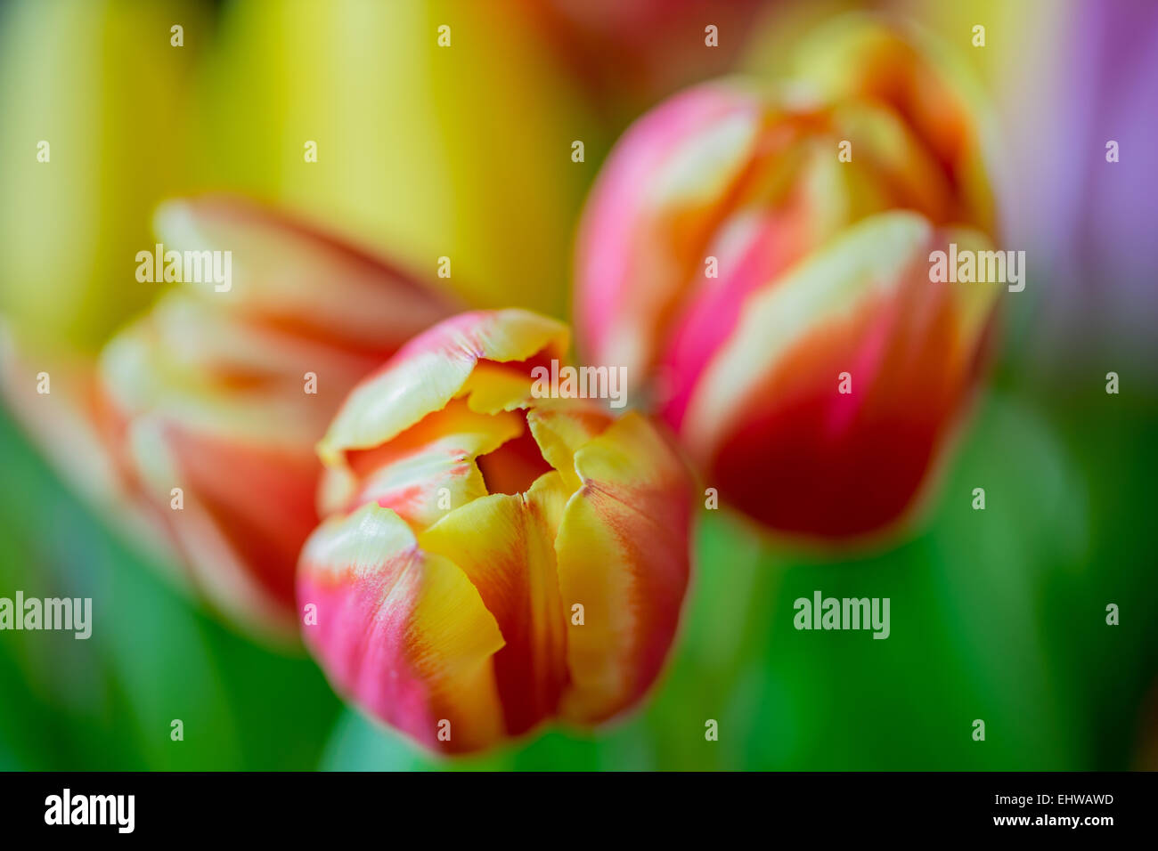 Trois soft rouge rêve tulipe tulipes avec jantes jaune close up Banque D'Images