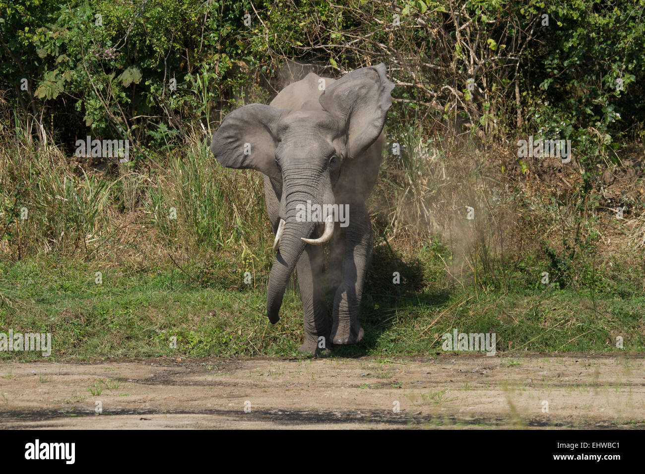L'éléphant africain (Loxodonta africana) charge vers le bas d'une rivière avec des oreilles clapote. Banque D'Images