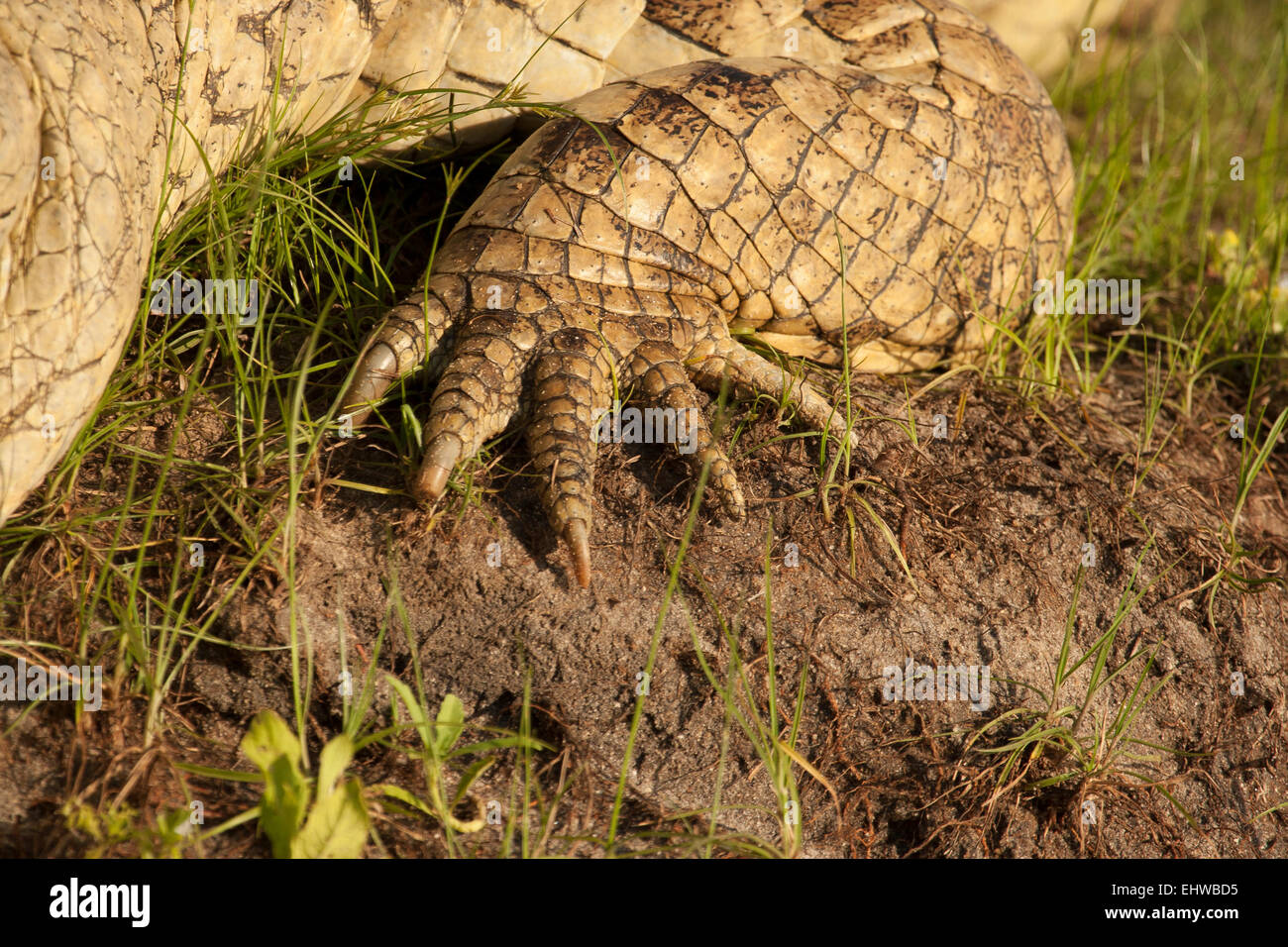 Le crocodile du Nil (Crocodylus niloticus) et pieds griffes Banque D'Images