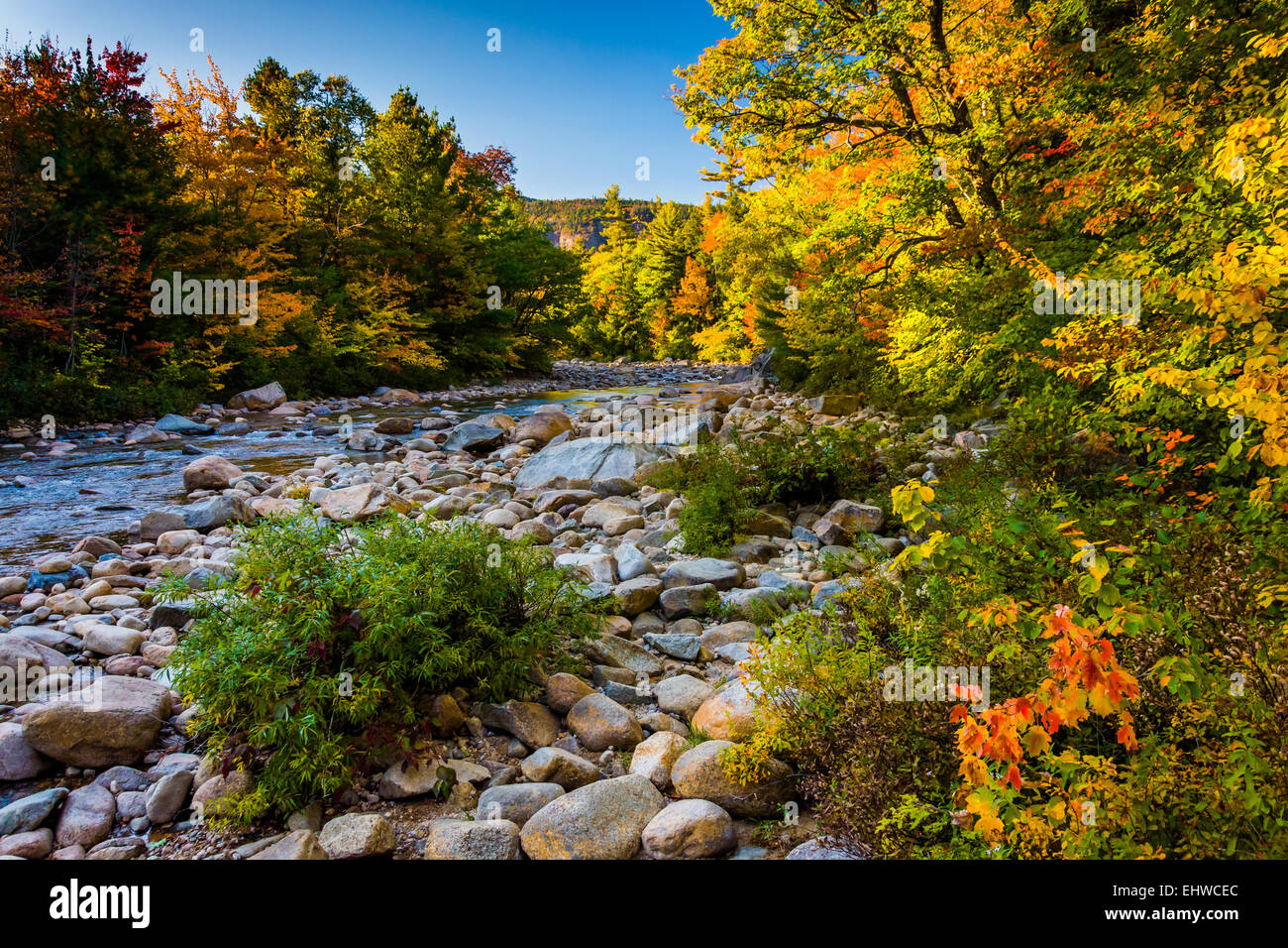 La couleur en automne le long de la rivière Swift, dans White Mountain National Forest, New Hampshire. Banque D'Images