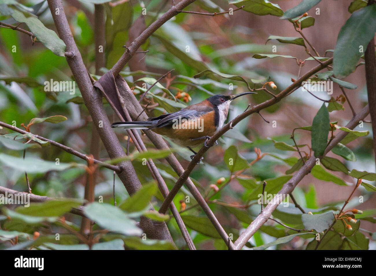 Spinebill orientale Banque D'Images