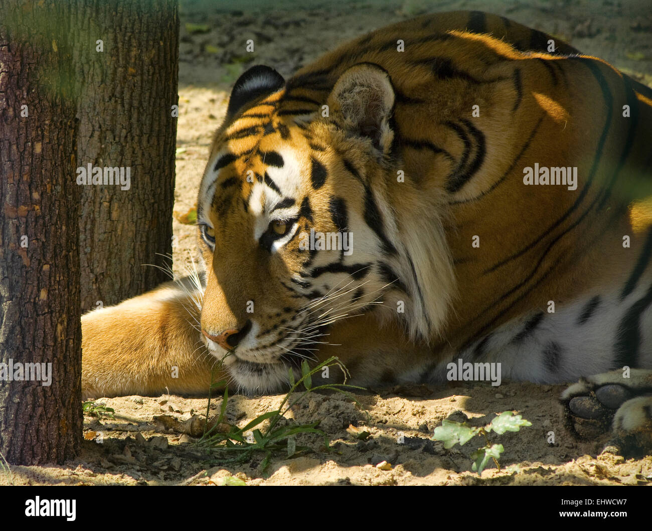 Portrait de l'Amur tiger (Panthera tigris altaica).Europe.L'Ukraine.Kharkov.L'Ecopark.l'horizontale. Banque D'Images