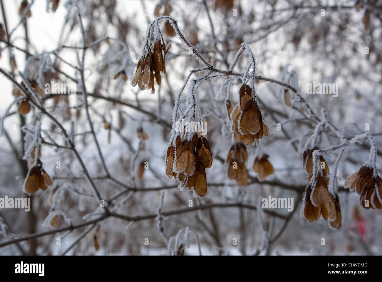 Branche avec fruits.Europe.L'Ukraine.l'horizontale.L'érable.(Acer) Banque D'Images