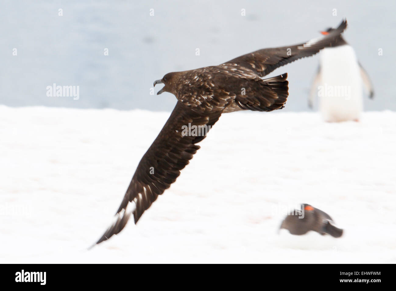 Pétrel géant (Macronectes giganteus) en vol. Ce grand oiseau est originaire de l'Antarctique et de l'hémisphère sud reg Banque D'Images