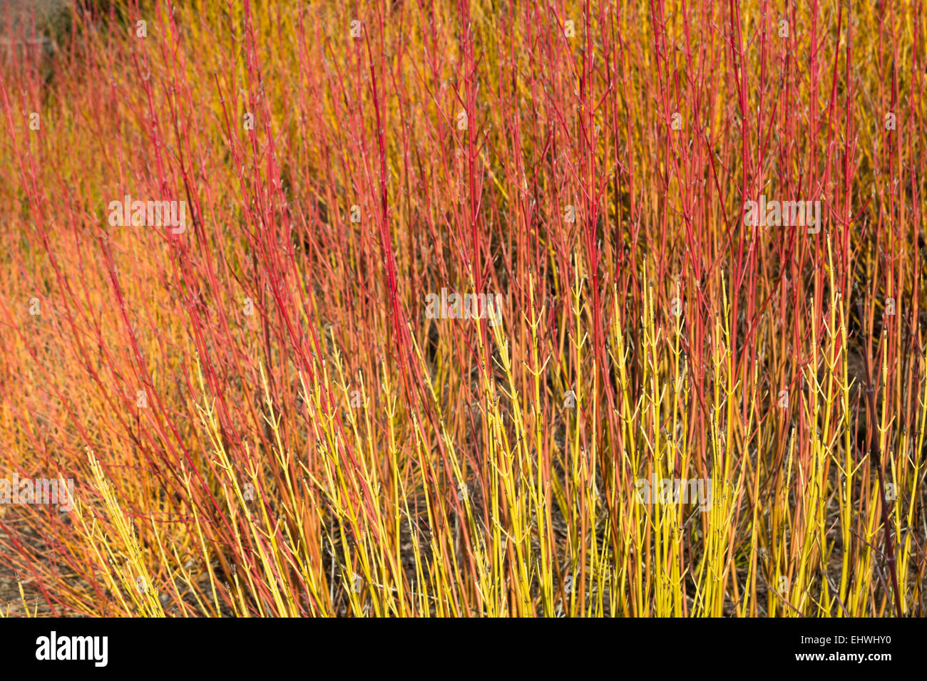 Tiges colorées Cornus en hiver Banque D'Images