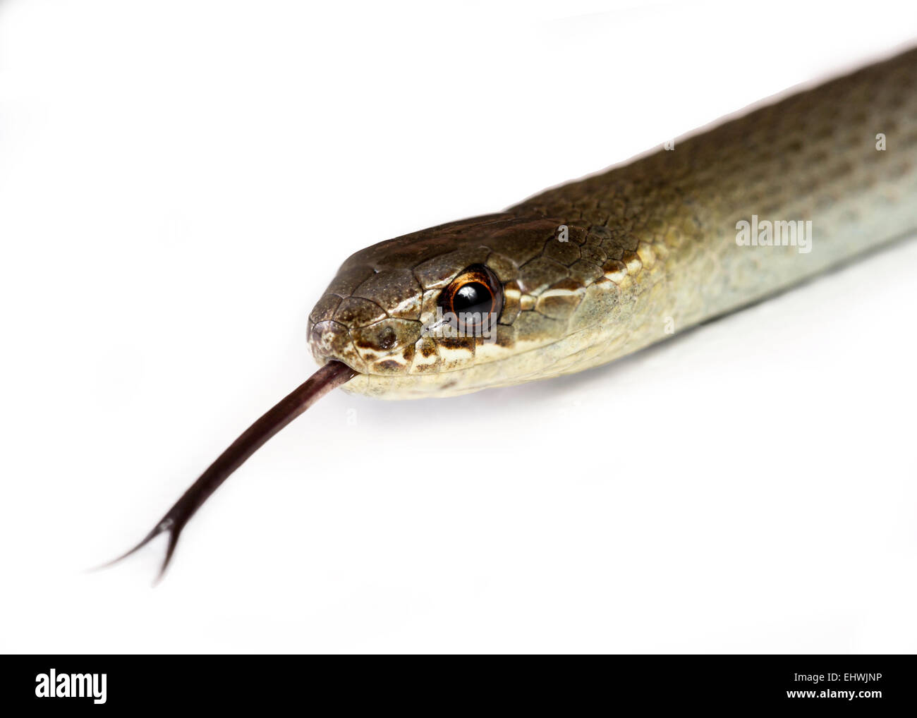 Un gros plan d'un serpent (Hemiaspis mars signata) sur un fond blanc, avec la langue qui sort Banque D'Images