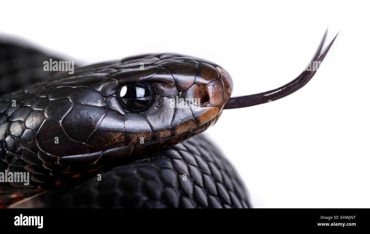 Un red bellied Black Snake (Pseudechis) porphyriacus de près sur un fond blanc Banque D'Images