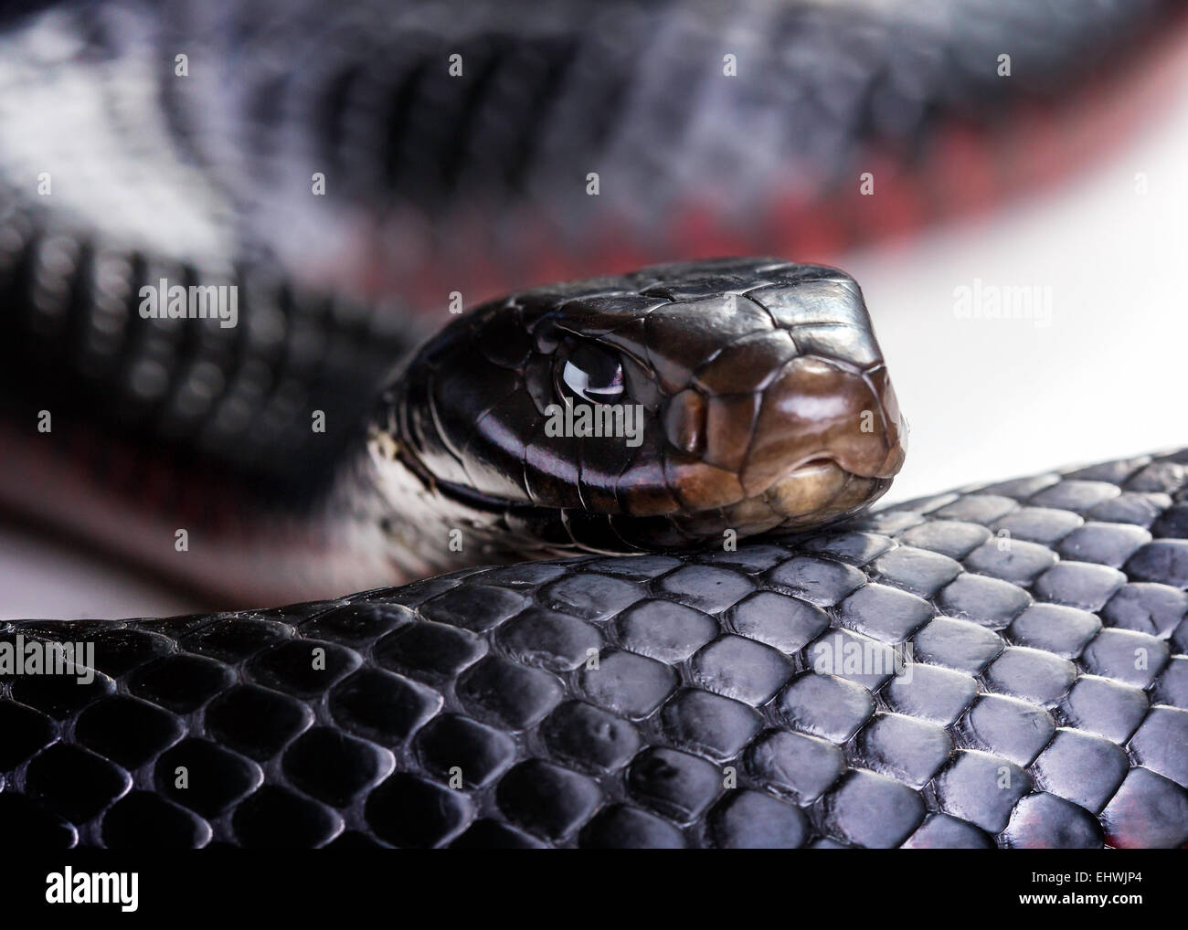 Un red bellied Black Snake (Pseudechis) porphyriacus de près sur un fond blanc Banque D'Images