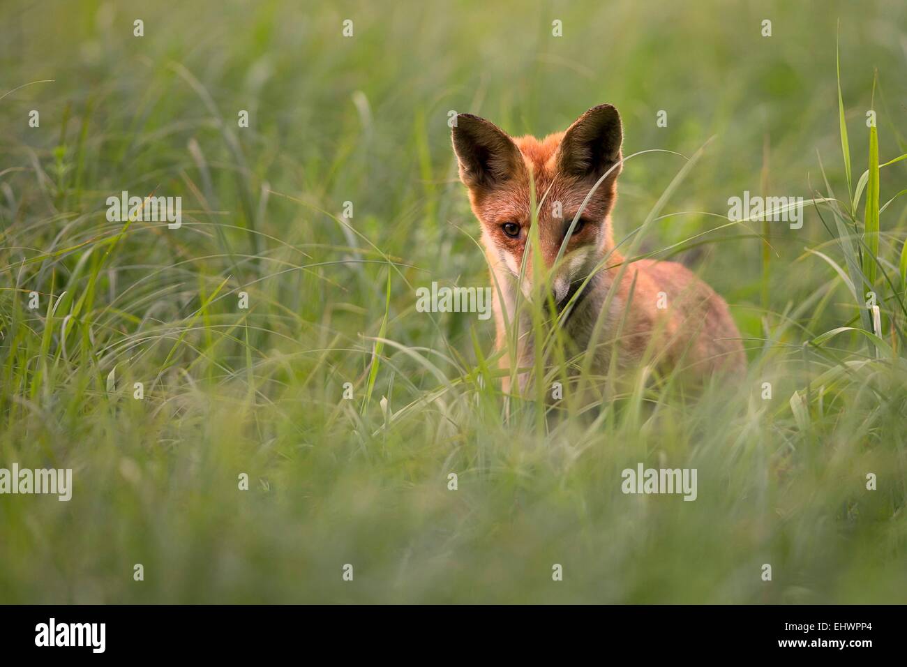 Fox à l'état sauvage, dans une clairière Banque D'Images