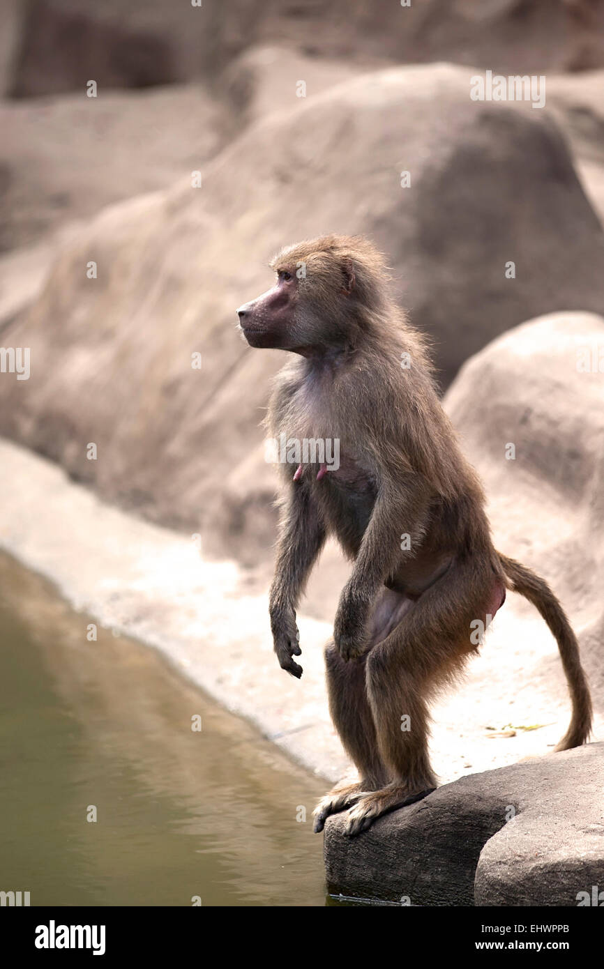 Monkey dans la nature Banque D'Images