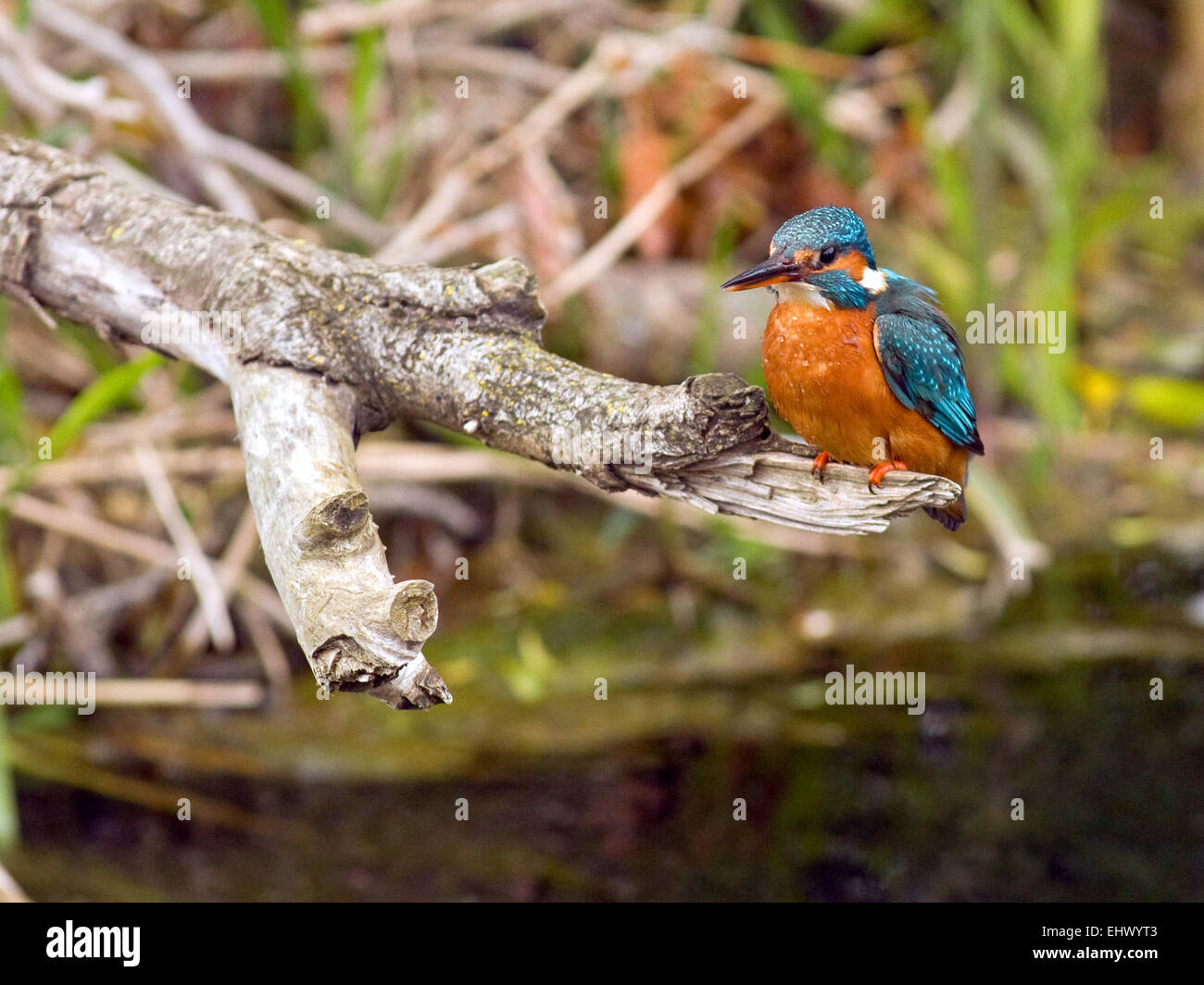 Kingfisher (Alcedo atthis) à une rivière en Irlande. Banque D'Images