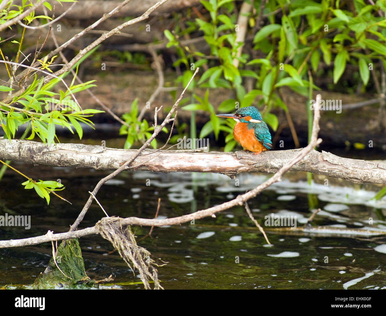 Kingfisher (Alcedo atthis) à une rivière en Irlande. Banque D'Images