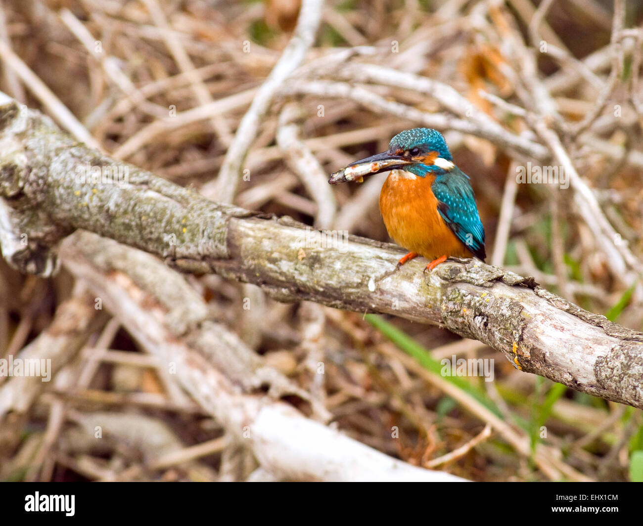 Kingfisher (Alcedo atthis) à une rivière en Irlande. Banque D'Images